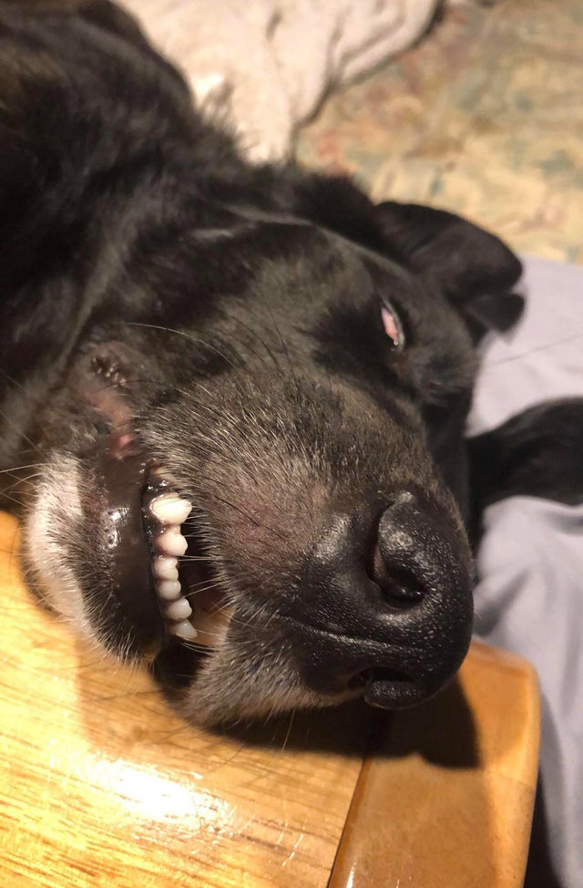Sleeping dog teeth