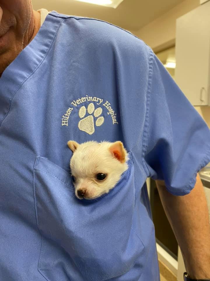 Chihuahua in a tiny pocket