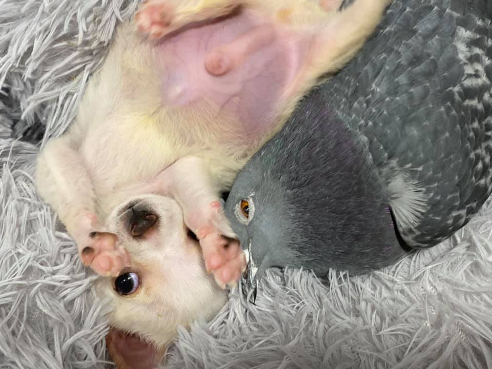 Pigeon cuddle with Chihuahua