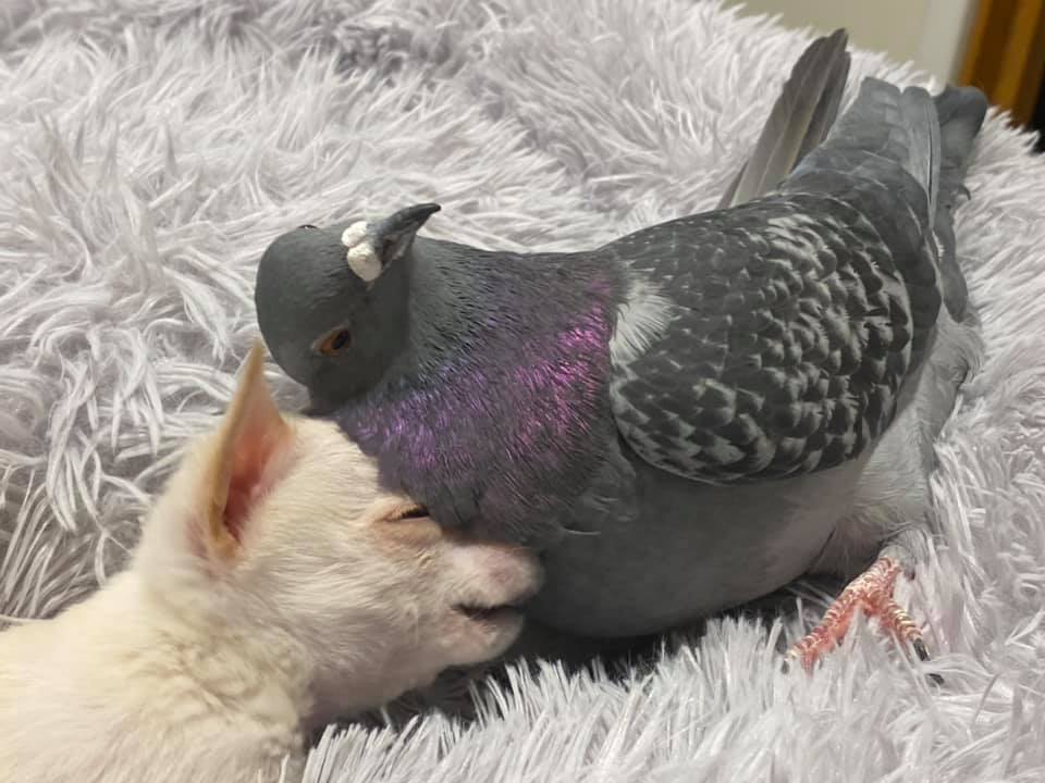 Pigeon cuddle with Chihuahua