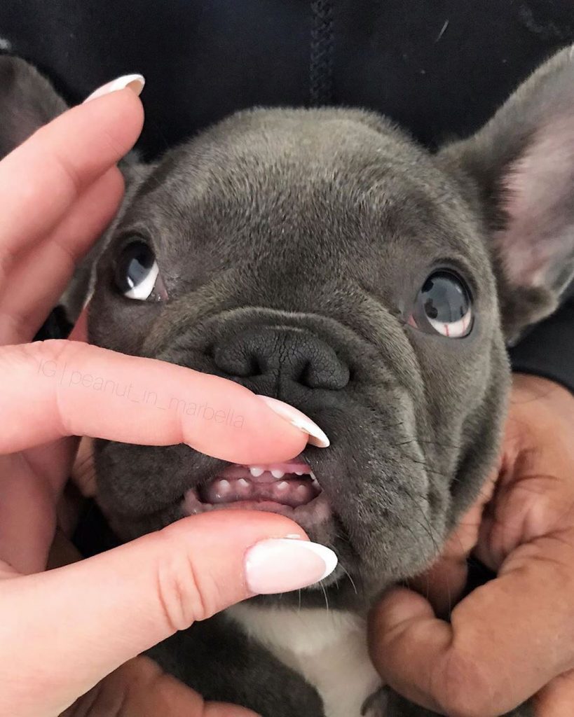 Puppy French Bull teeth