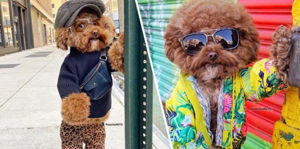 This Maltipoo From New York Goes Viral Due to His Posing Talent