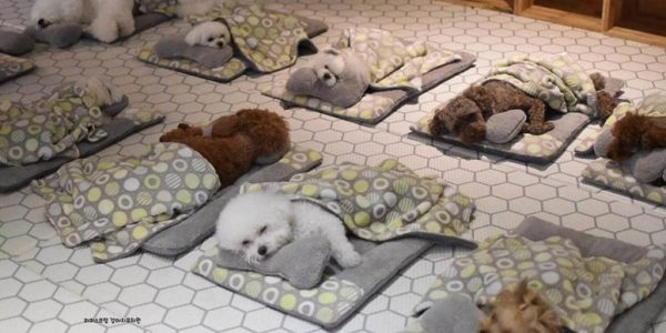 Puppy Daycare Center Goes Viral With Their Adorable Sleeping Pups Photos