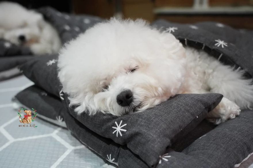 picture of white poodle sleeping