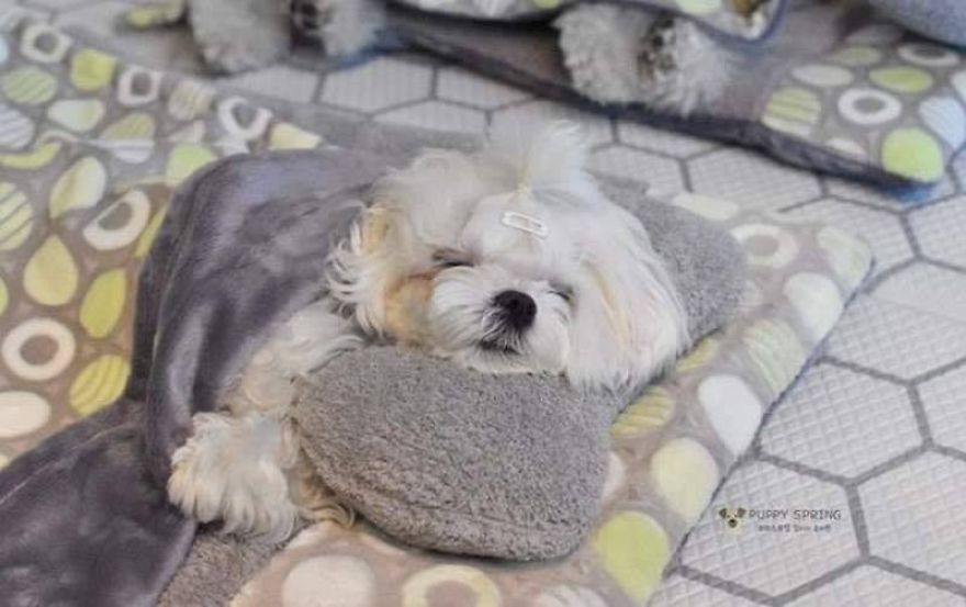 picture of maltese sleeping