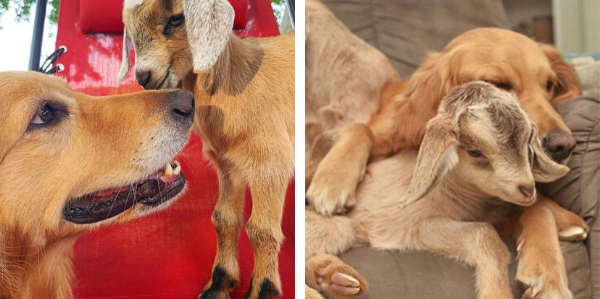 Golden Retriever Thoughts That She Is The Mother Of Rescued Baby Goats