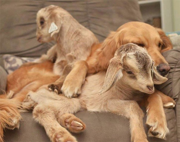 Golden cuddle with goat