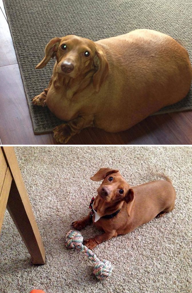 fat-dogs-losing-weight