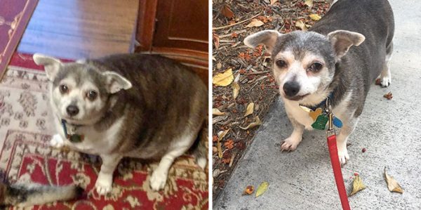 15 Heartwarming Photos of Dedicated Dogs That Lose Weight
