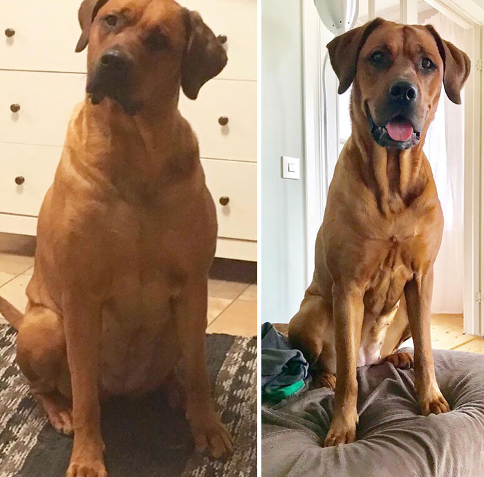 fat-dogs-losing-weight